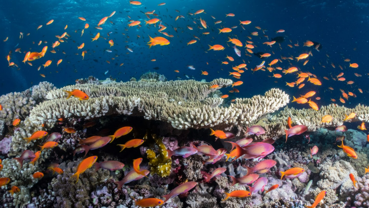 Exploring Pakistan’s Coral Reefs: A Hidden Underwater Wonderland